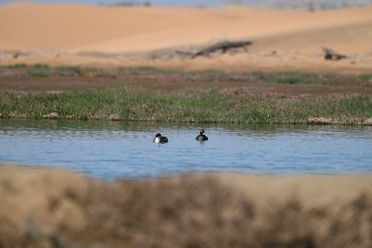 Eared Grebe - ML645936467