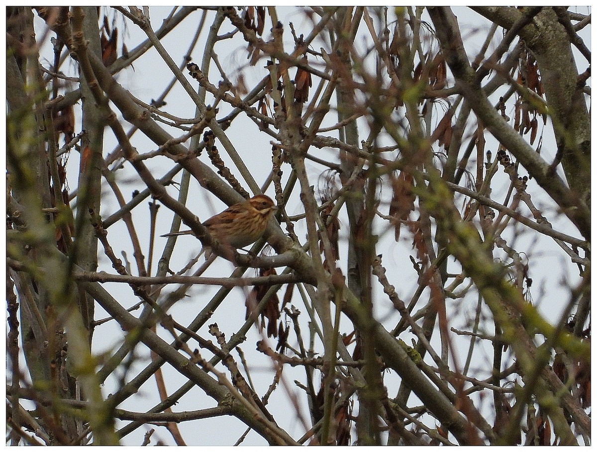 蘆鵐 - ML645936469