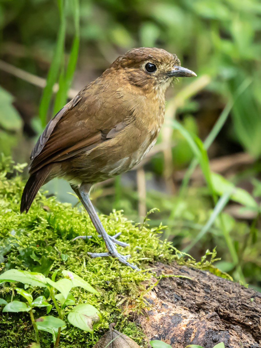 Brown-banded Antpitta - ML645936471