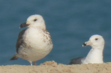 Lesser Black-backed Gull (Heuglin's) - ML645936472