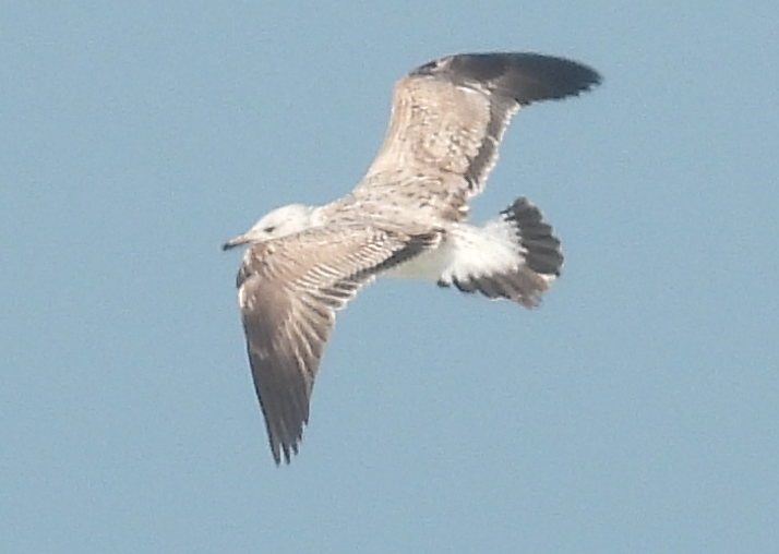 Lesser Black-backed Gull (Heuglin's) - ML645936473
