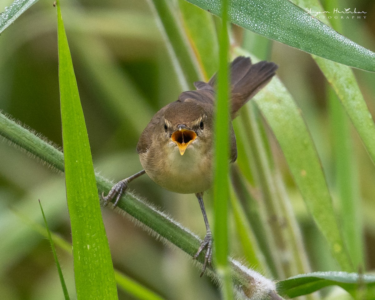 rákosník pokřovní - ML645936474