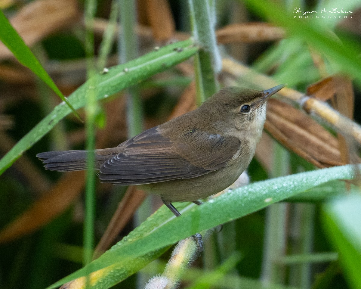 rákosník pokřovní - ML645936475