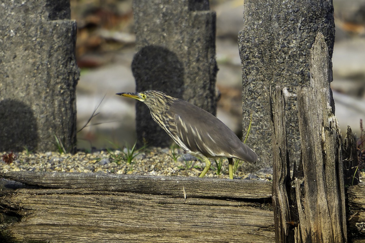 volavka čínská - ML645936486