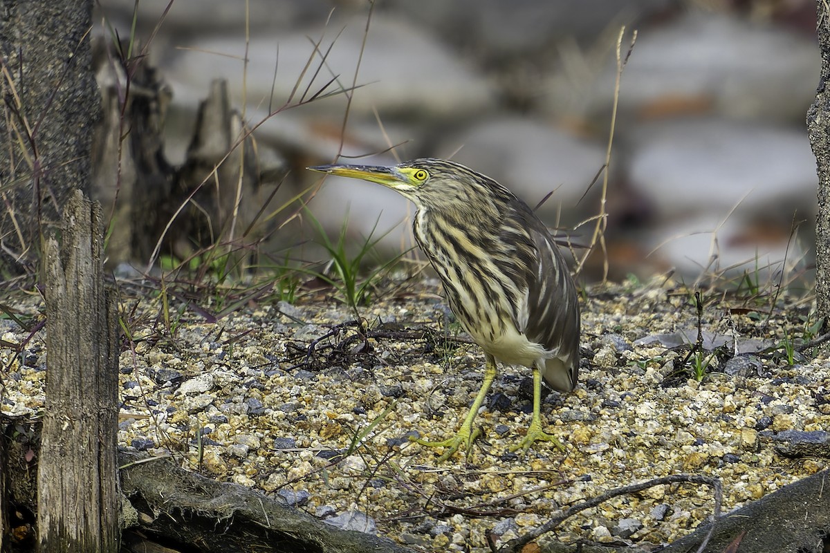 volavka čínská - ML645936487