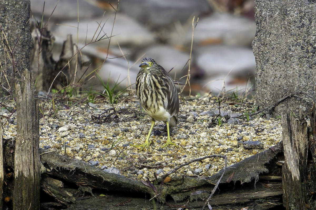 volavka čínská - ML645936488