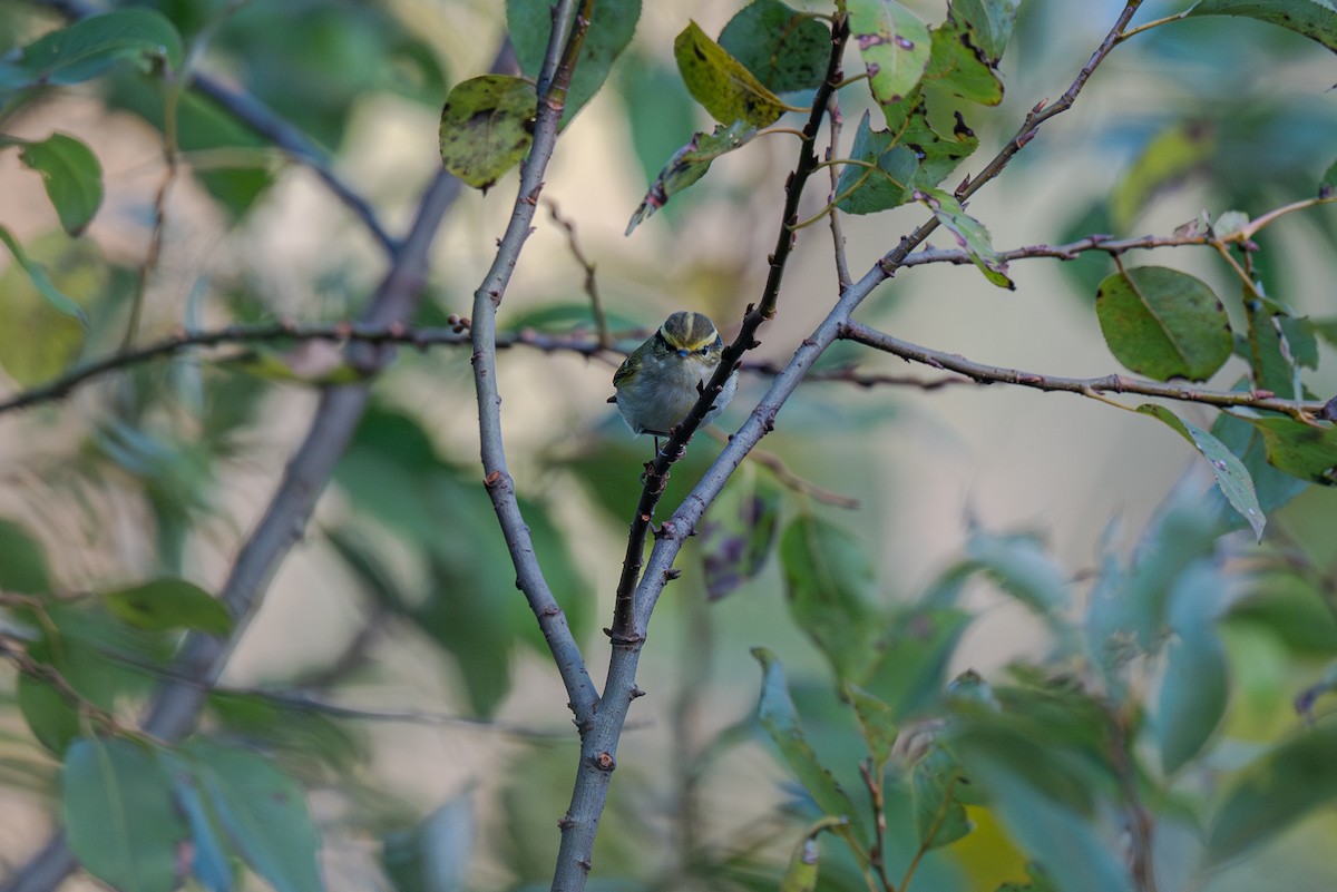 budníček zlatohlavý - ML645936493