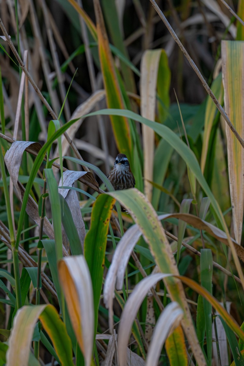 Streak-breasted Scimitar-Babbler - ML645936499