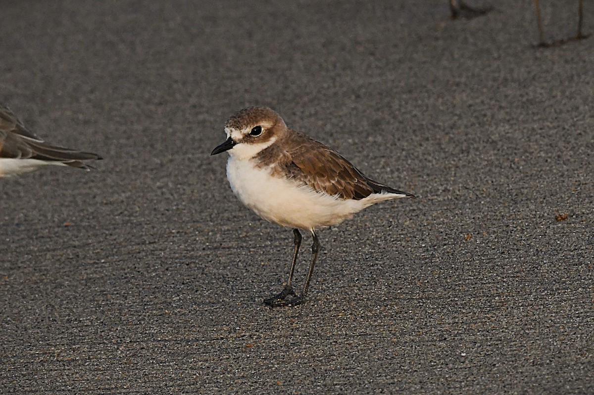Tibetan Sand-Plover - ML645936505