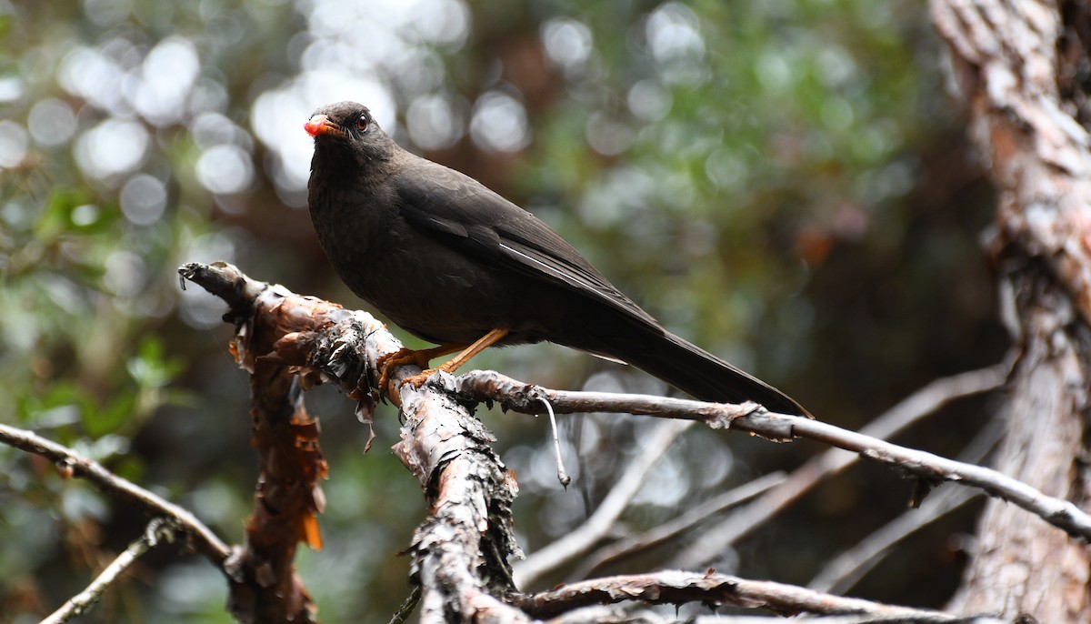 Great Thrush - ML645936515