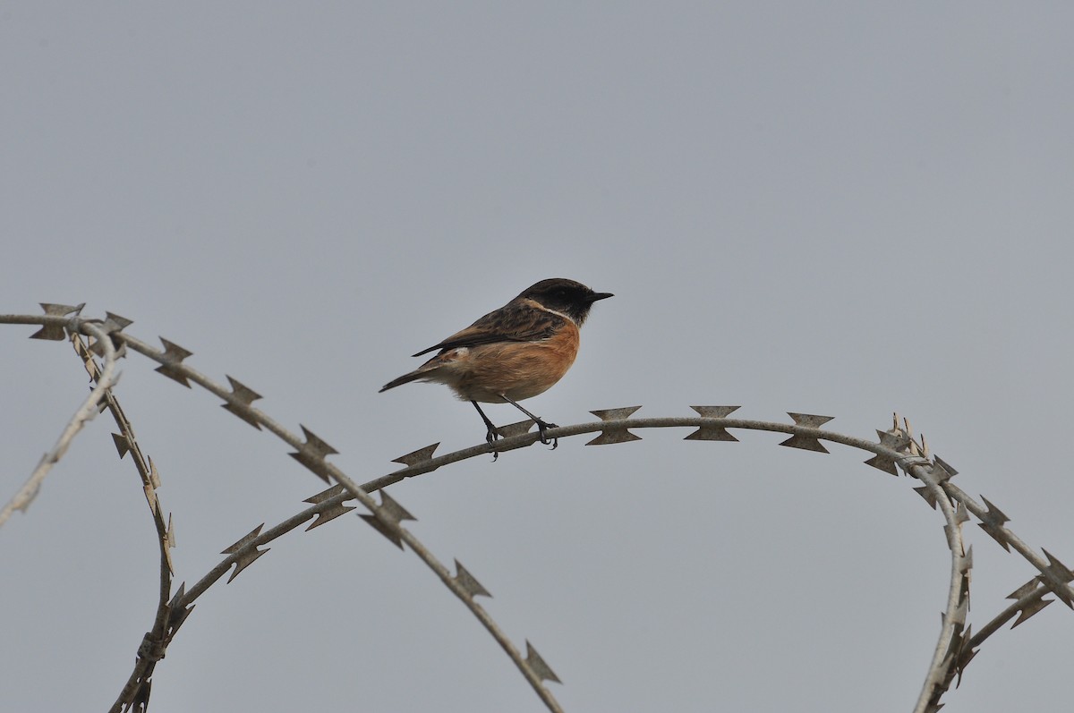 European Stonechat - ML645936526