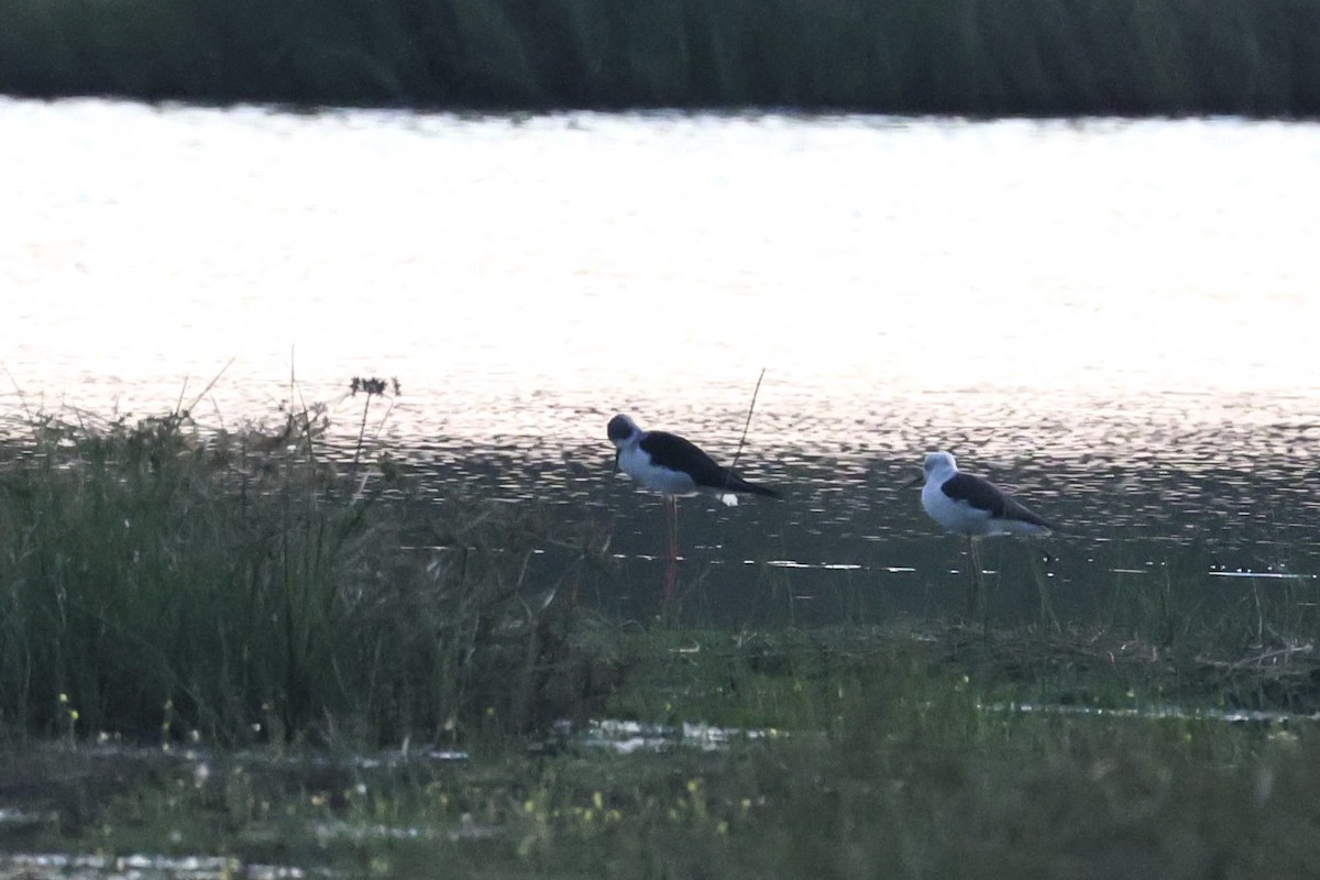 Zankaluze eurasiarra - ML645936545