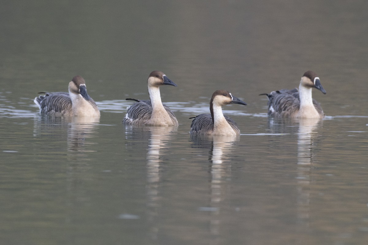 Гуска китайська - ML645936548