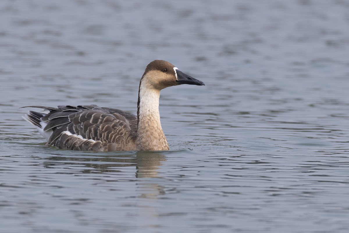 Гуска китайська - ML645936549