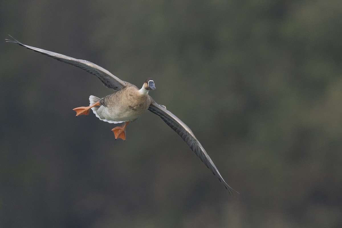 Гуска китайська - ML645936551