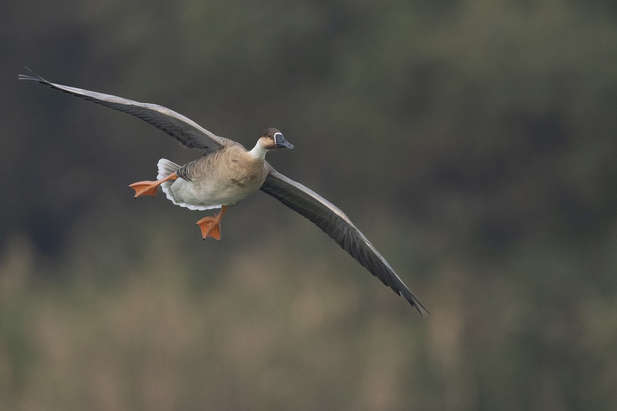 Гуска китайська - ML645936552