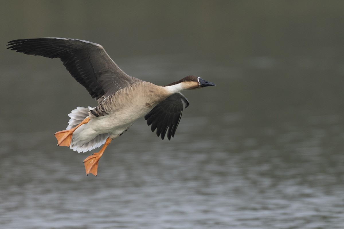 Гуска китайська - ML645936553