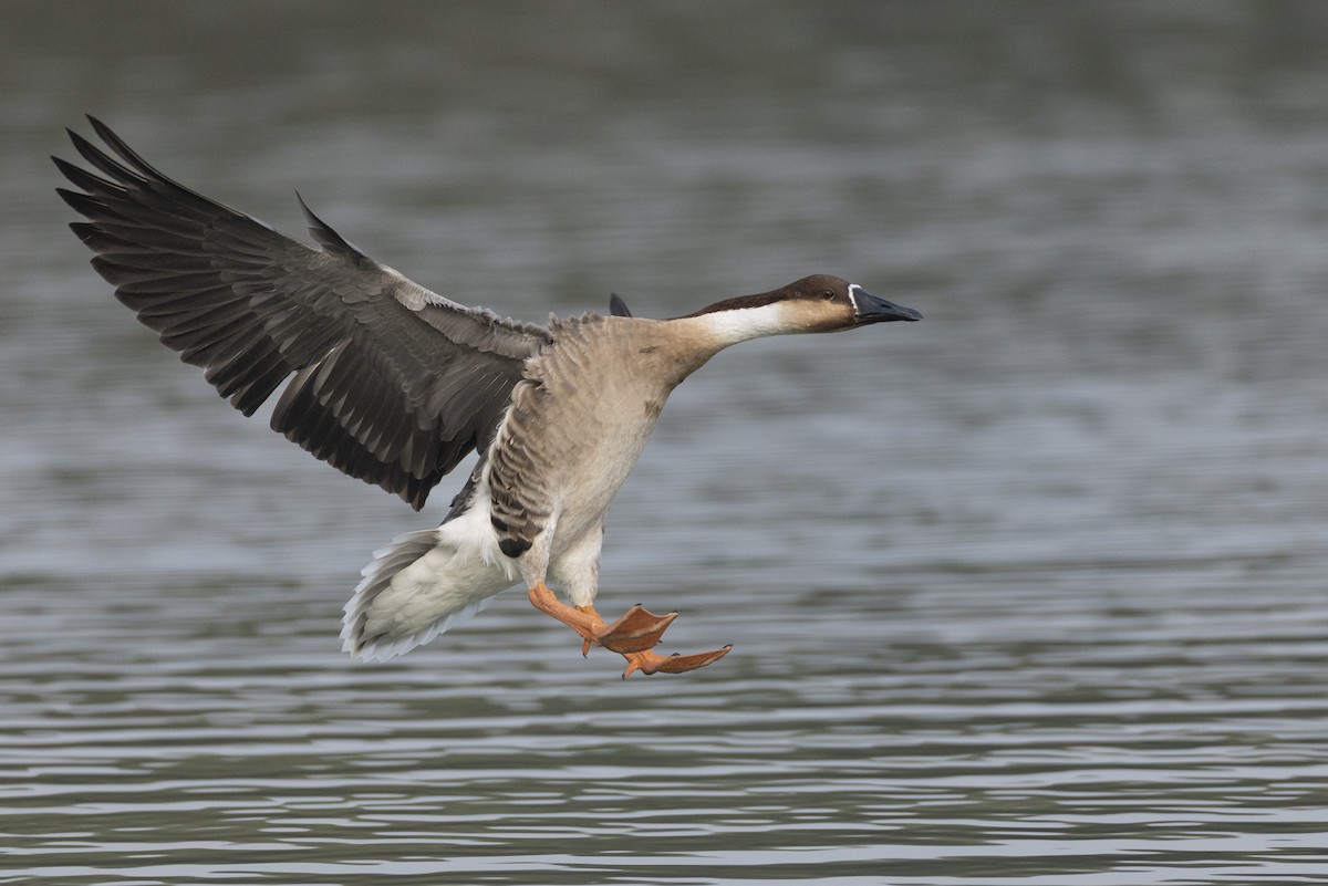 Гуска китайська - ML645936554