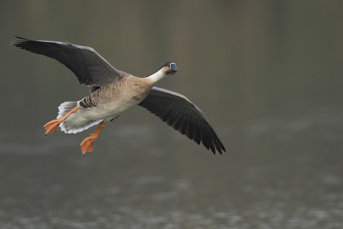 Гуска китайська - ML645936556