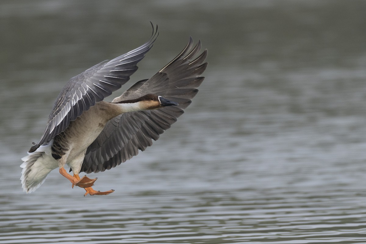 Гуска китайська - ML645936557