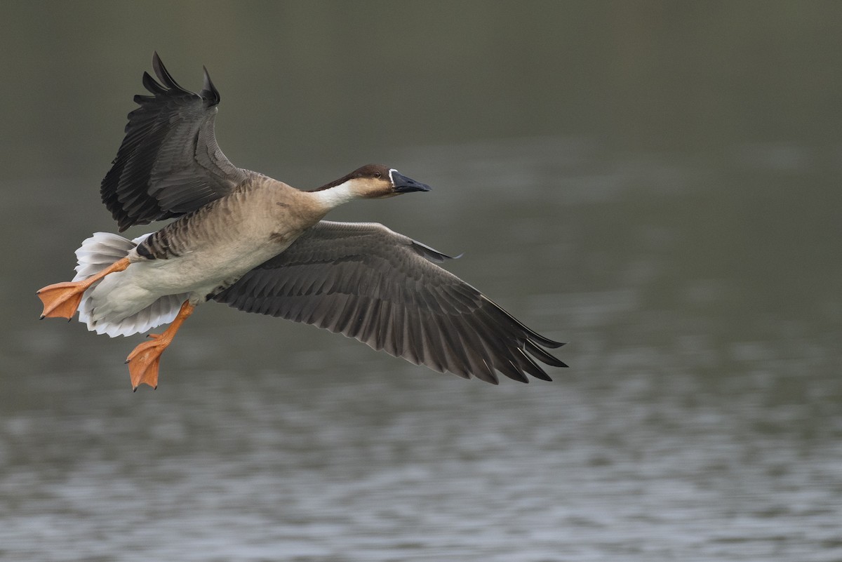 Гуска китайська - ML645936558