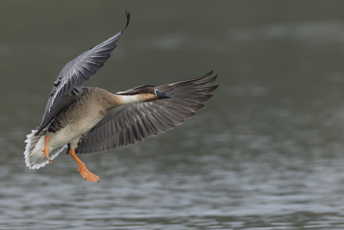 Гуска китайська - ML645936559