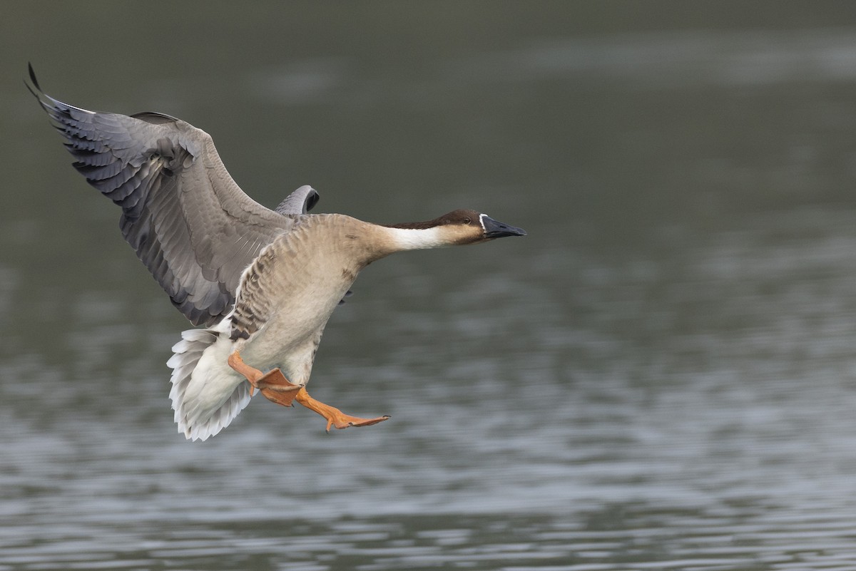 Гуска китайська - ML645936560