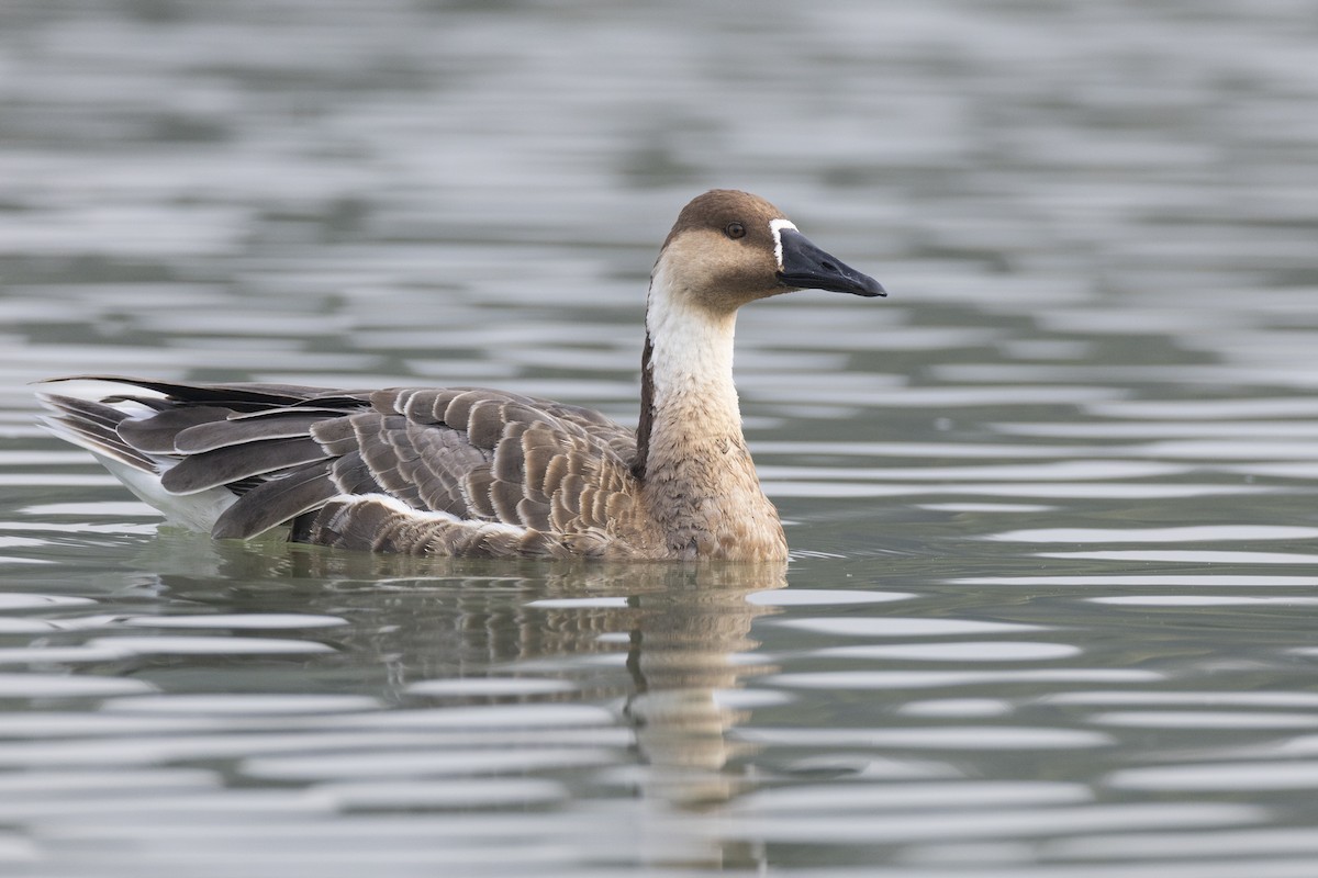 Гуска китайська - ML645936561