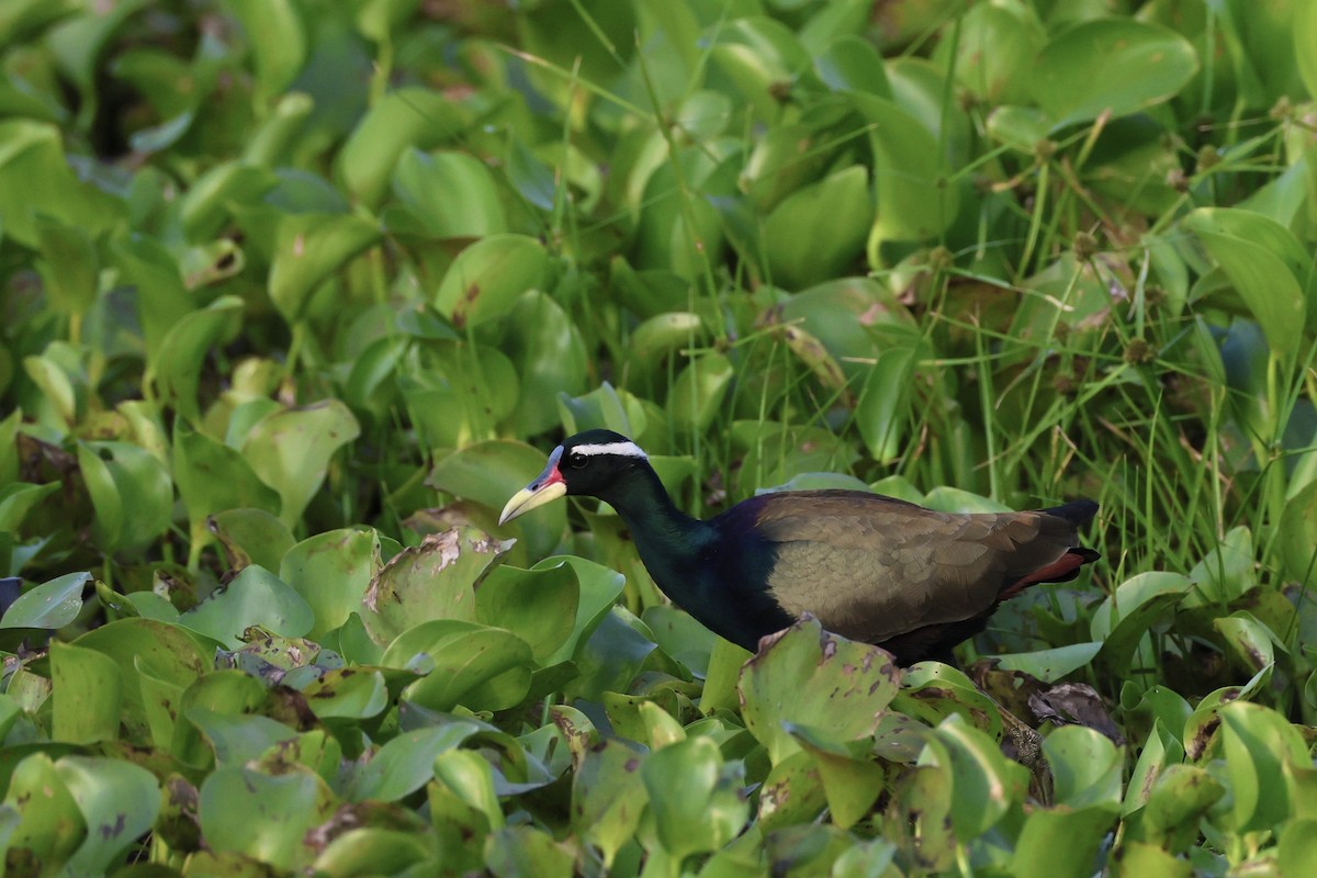 Bronze-winged Jacana - ML645936562