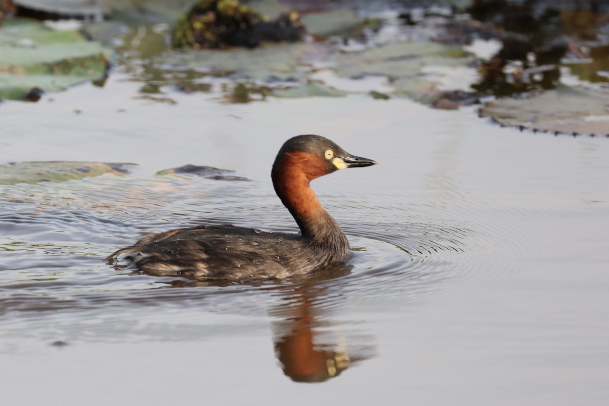 Little Grebe - ML645936565
