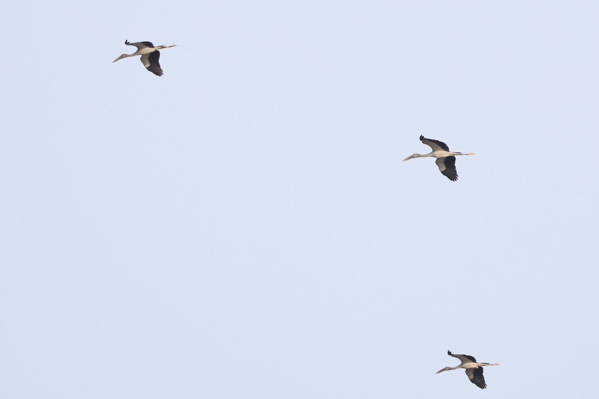 Asian Openbill - ML645936566