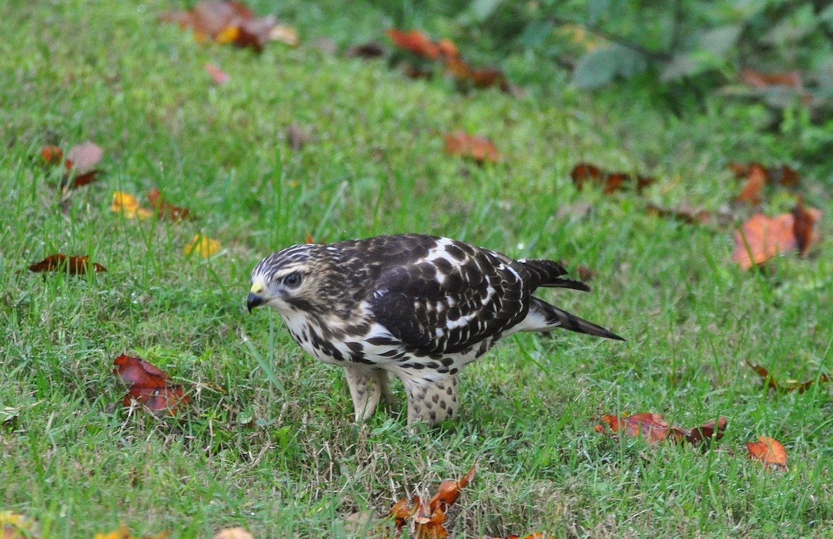 Broad-winged Hawk (Northern) - ML645936567
