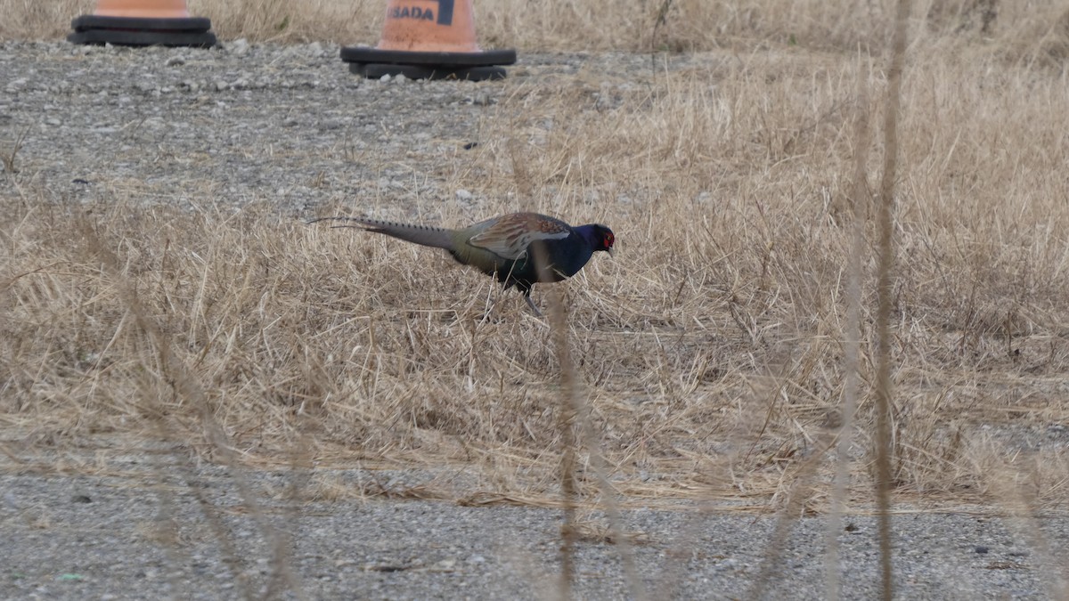 Green Pheasant - ML645936568
