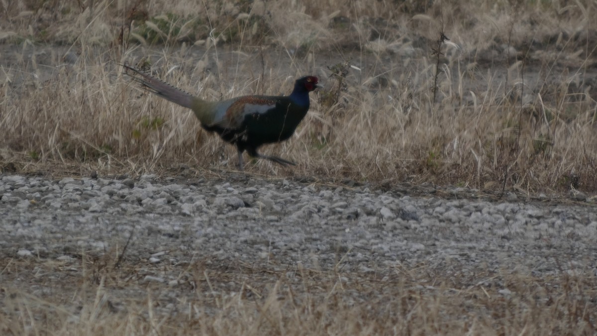 Green Pheasant - ML645936569