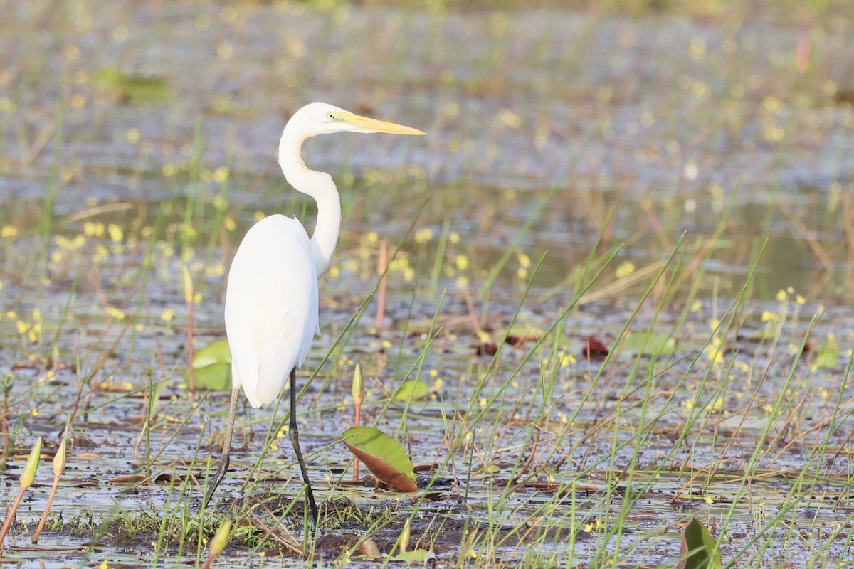 Great Egret - ML645936570