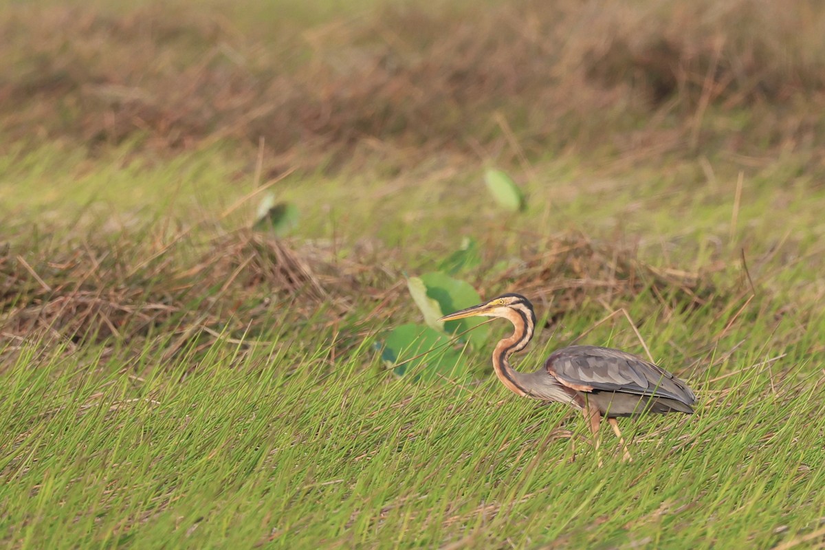 Purple Heron - ML645936584