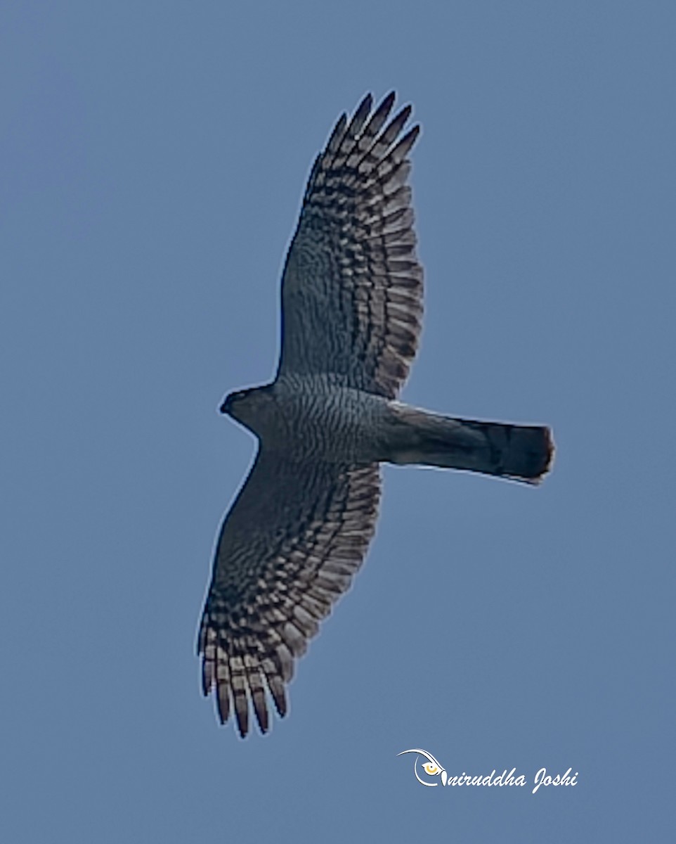 Eurasian Sparrowhawk - ML645936585