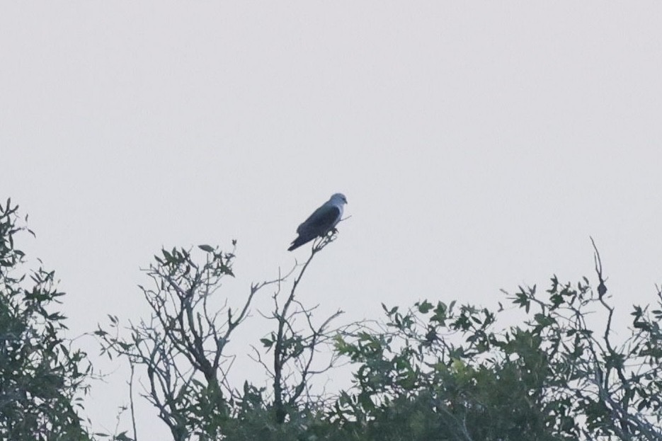 Black-winged Kite - ML645936586