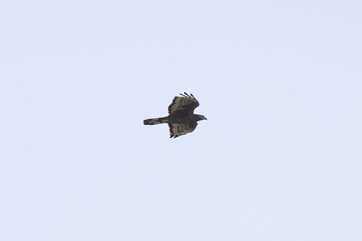 Oriental Honey-buzzard - ML645936587