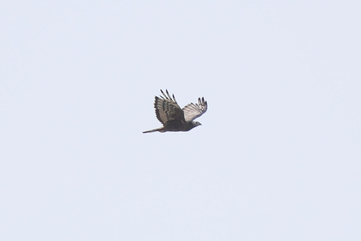 Oriental Honey-buzzard - ML645936588