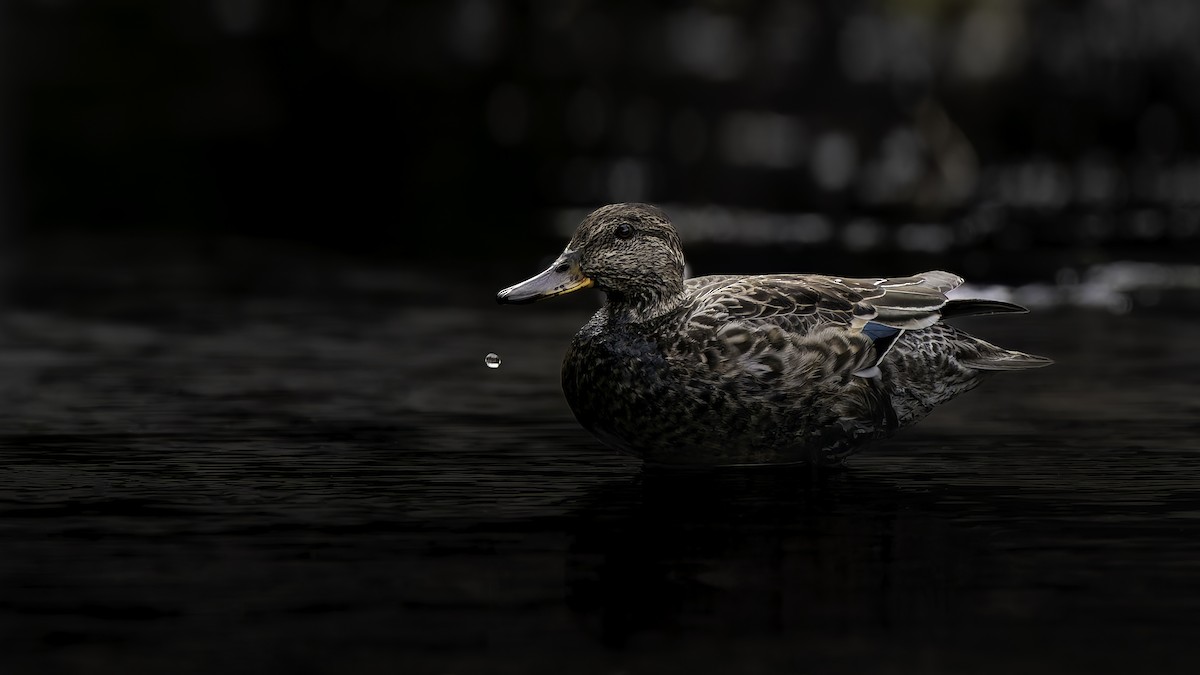 Green-winged Teal (Eurasian) - ML645936589