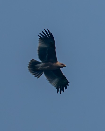 Indian Spotted Eagle - ML645936590