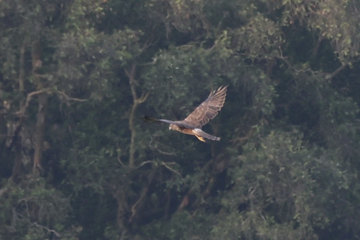 Eastern Marsh Harrier - ML645936592