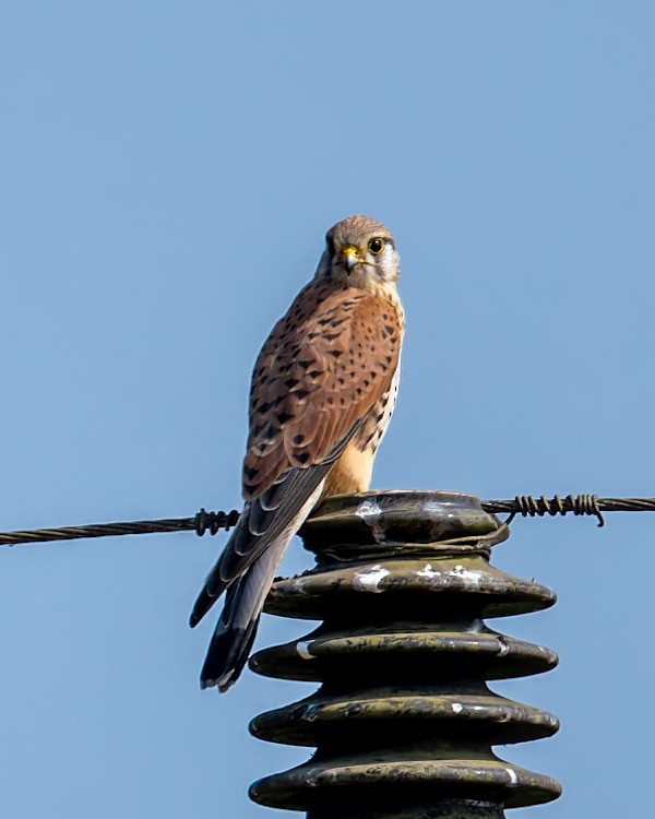 Eurasian Kestrel - ML645936601