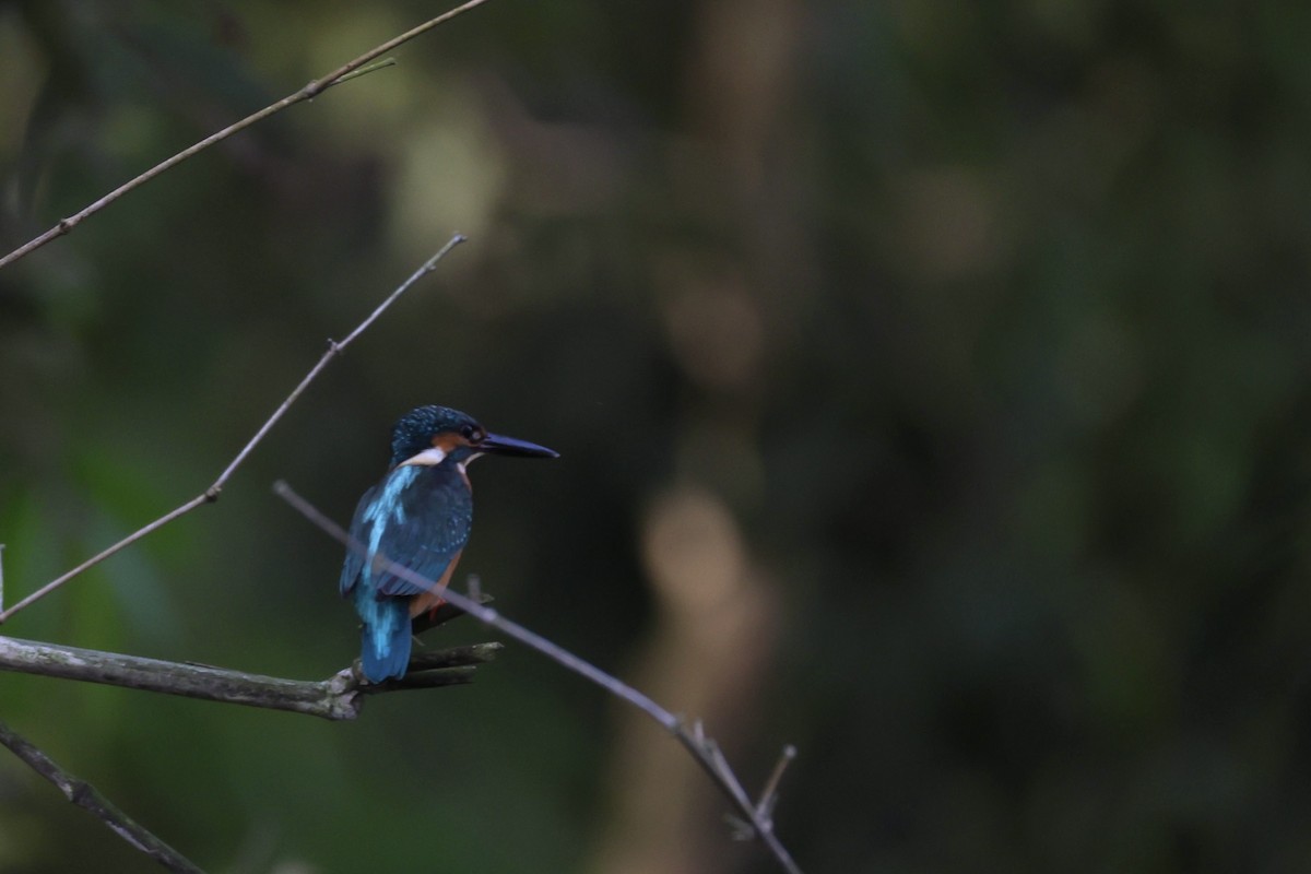 Common Kingfisher - ML645936607