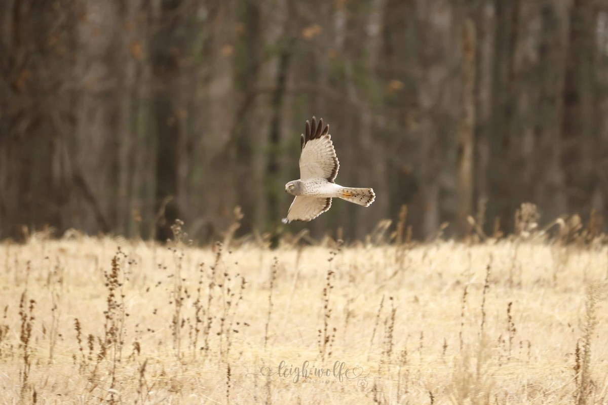 moták severoamerický - ML645936617