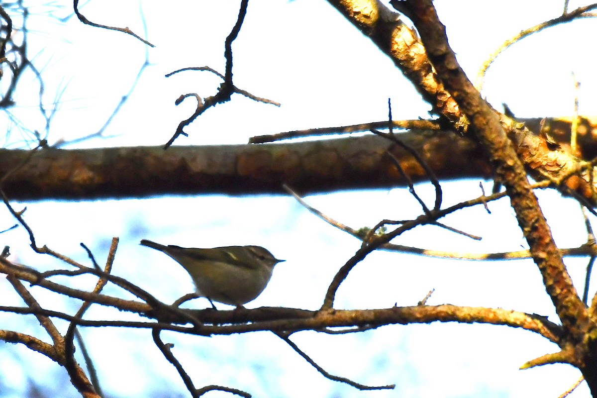 budníček altajský - ML645936638