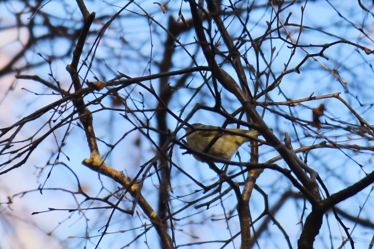 budníček altajský - ML645936639