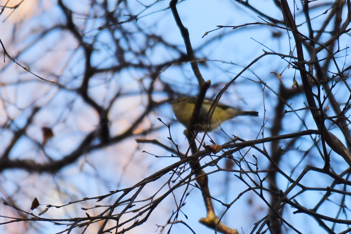 budníček altajský - ML645936640