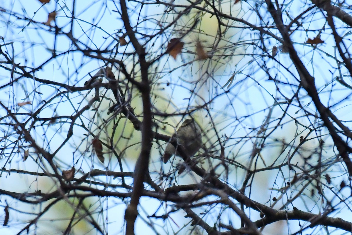 budníček altajský - ML645936641